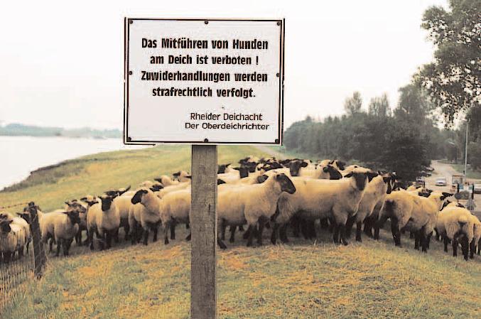 Die Aufgabe